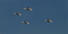 USAF THUNDERBIRDS