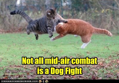 Cat - Fight